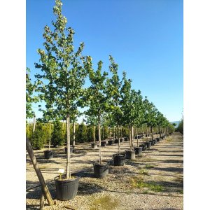 Ambrovník styraxový (Liquidambar Styraciflua) - výška 250-300 cm, obvod kmeňa 6/8 cm, kont. C18L - NA KMIENKU